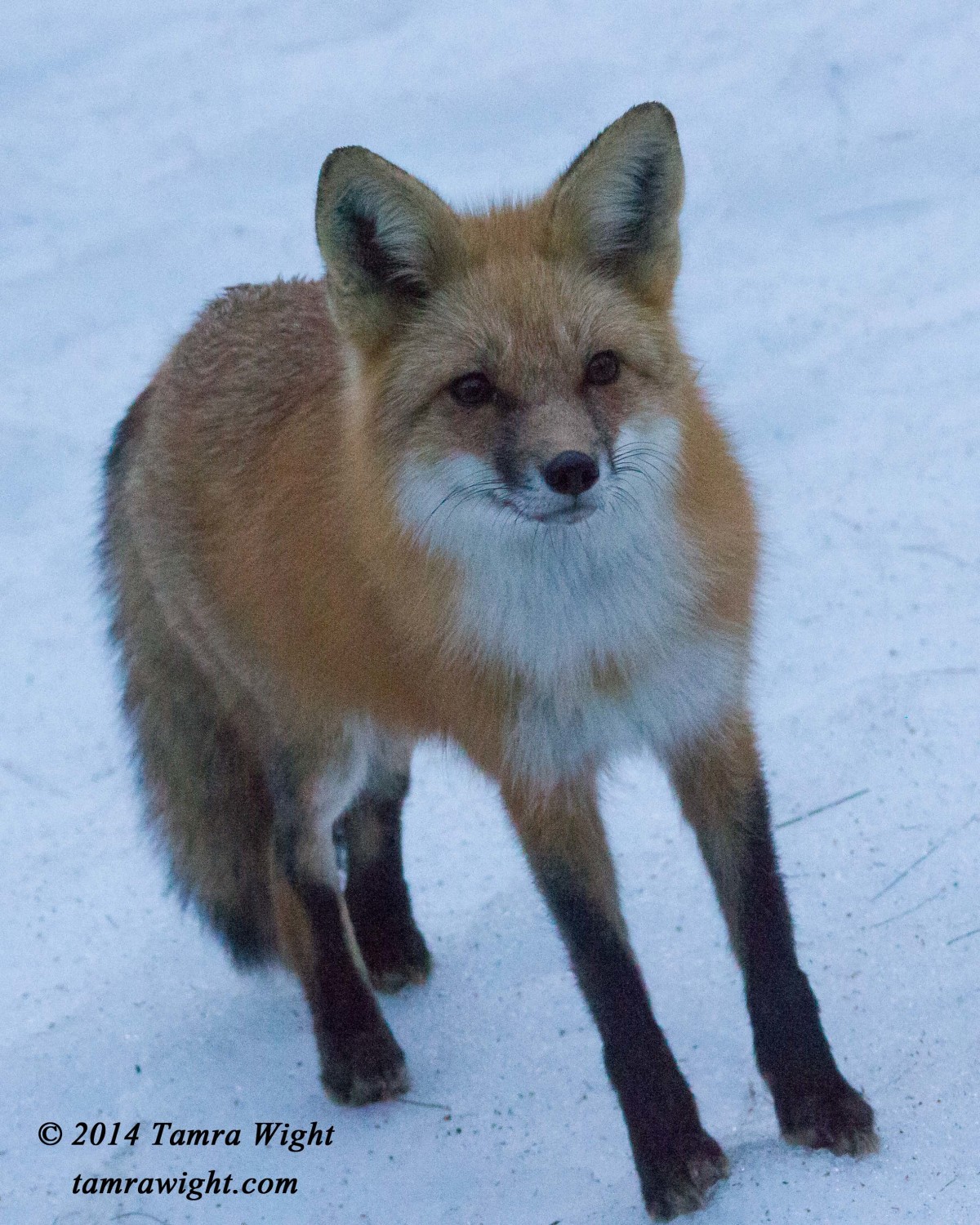 fox outside window 4-1 8