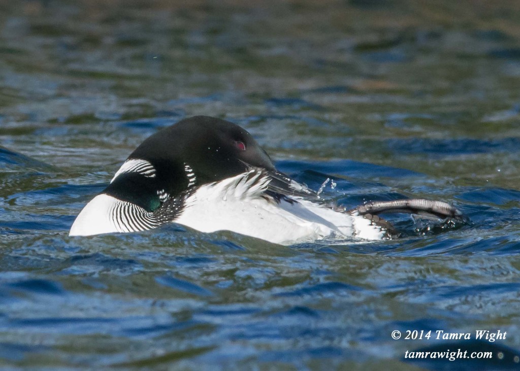 Loon Nest Building 5-13 (10)