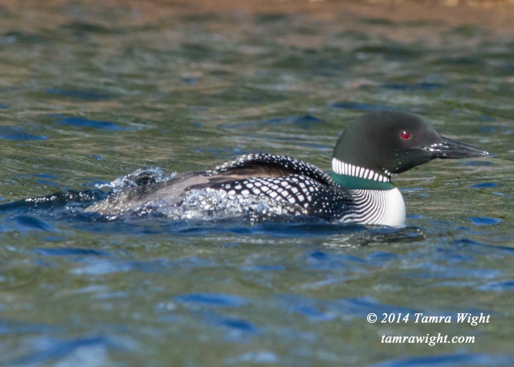 Loon Nest Building 5-13 (11)