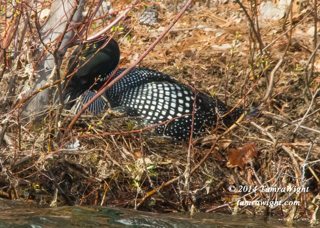 Loon Nest Building 5-13 (22)