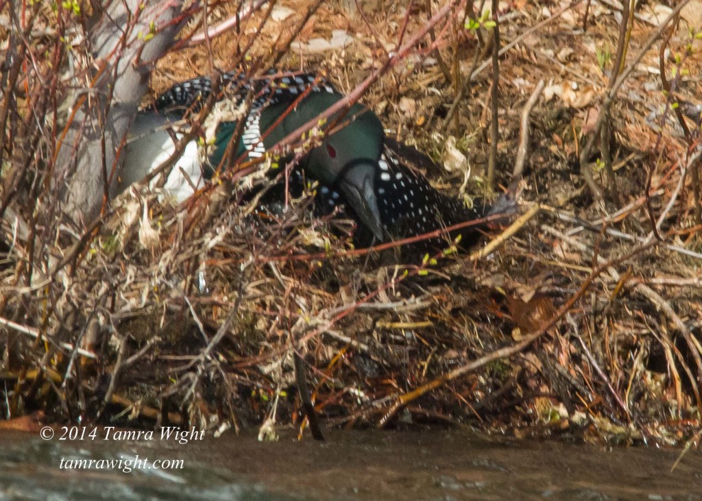 Loon Nest Building 5-13 (24)