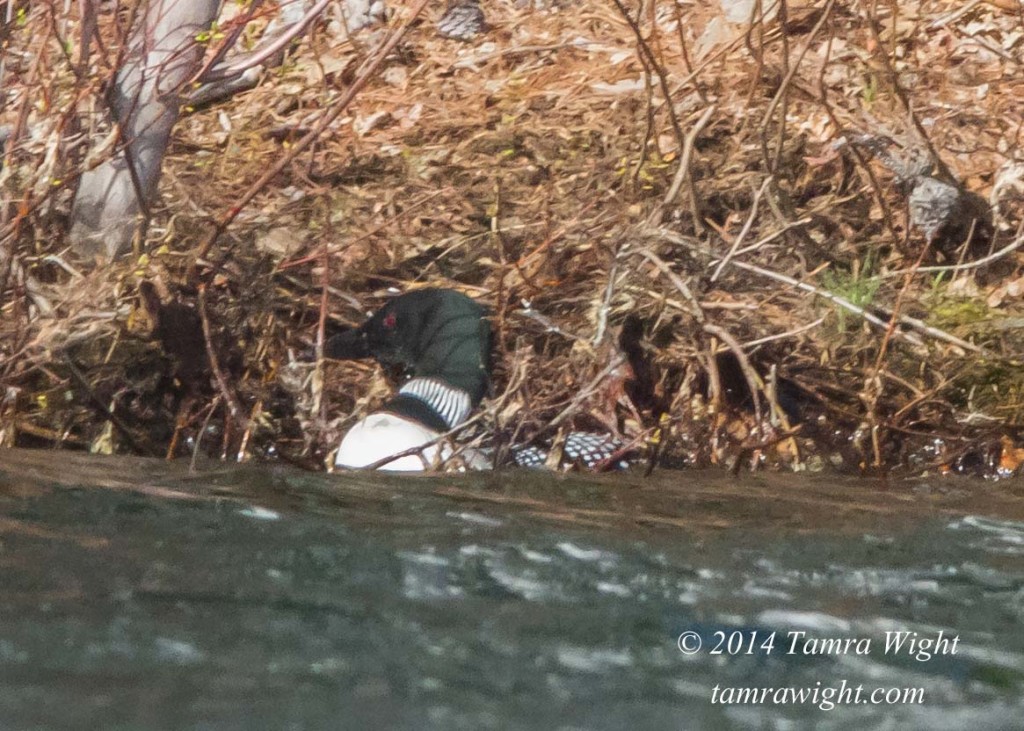 Loon Nest Building 5-13 (28)