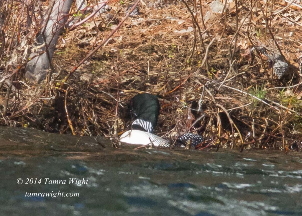 Loon Nest Building 5-13 (29)