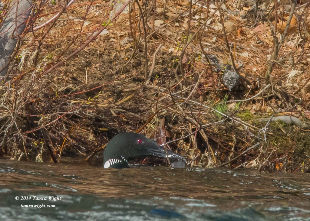 Loon Nest Building 5-13 (37)