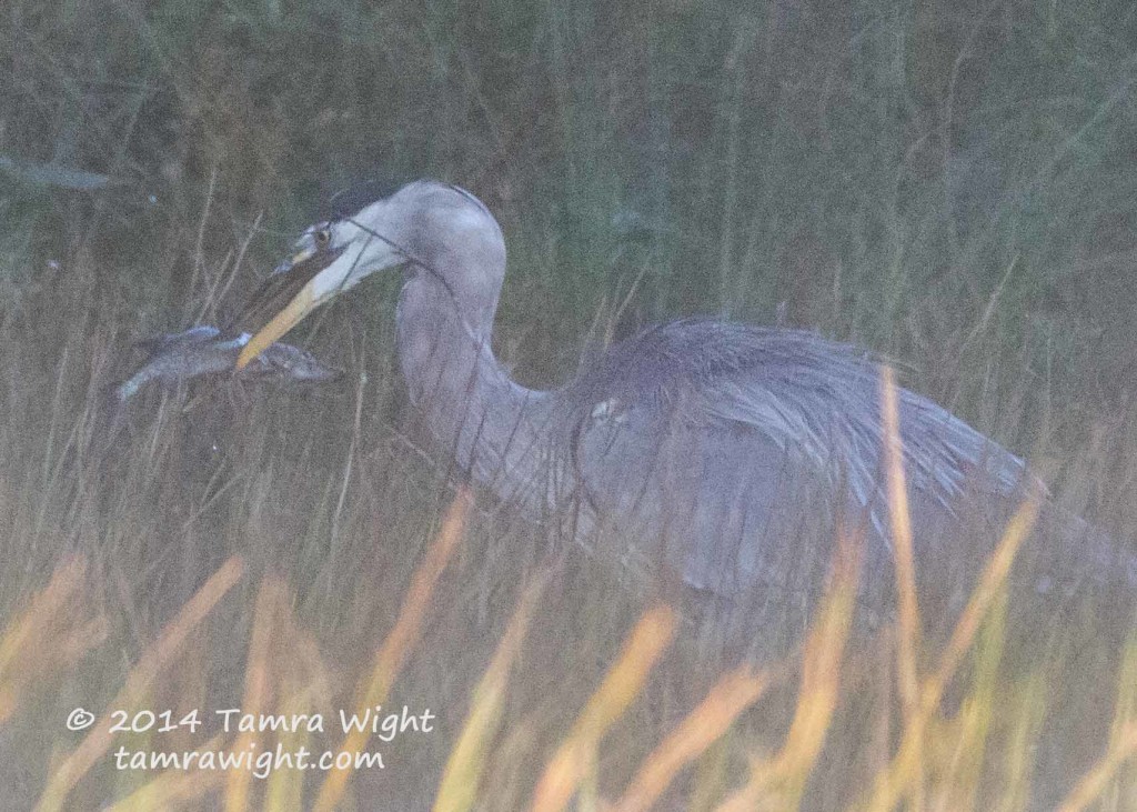 Heron 9-13  (51)