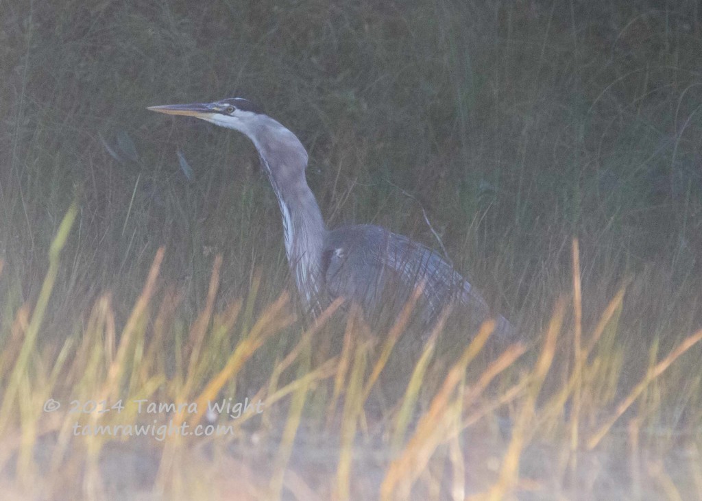 Heron 9-13  (55)