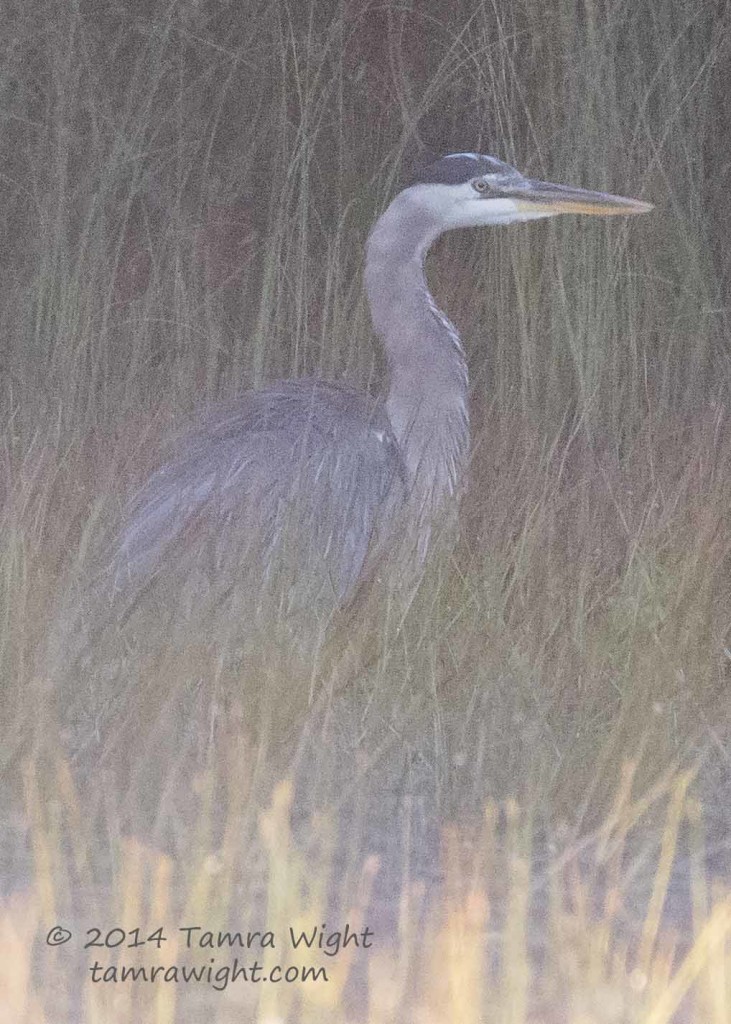 Heron 9-13  (66)