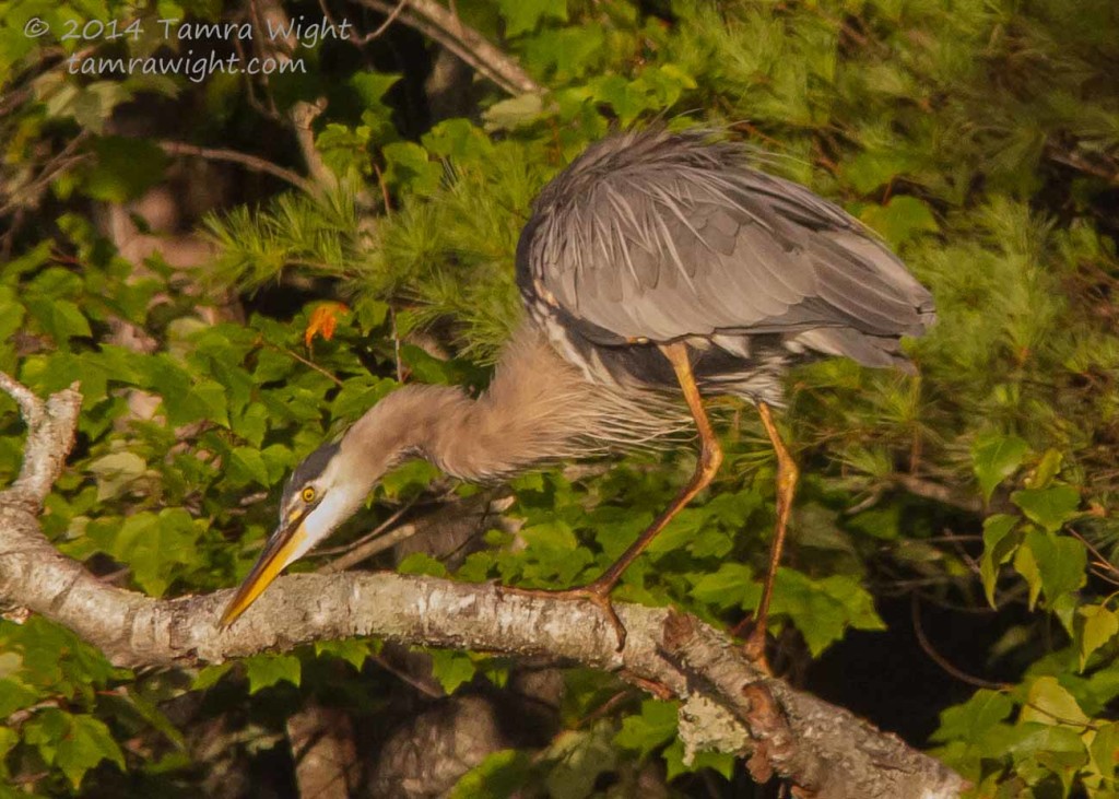 Heron 9-13  (76)