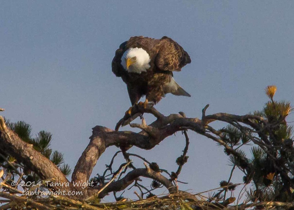 Adding to Nest 1-2-15   (11)