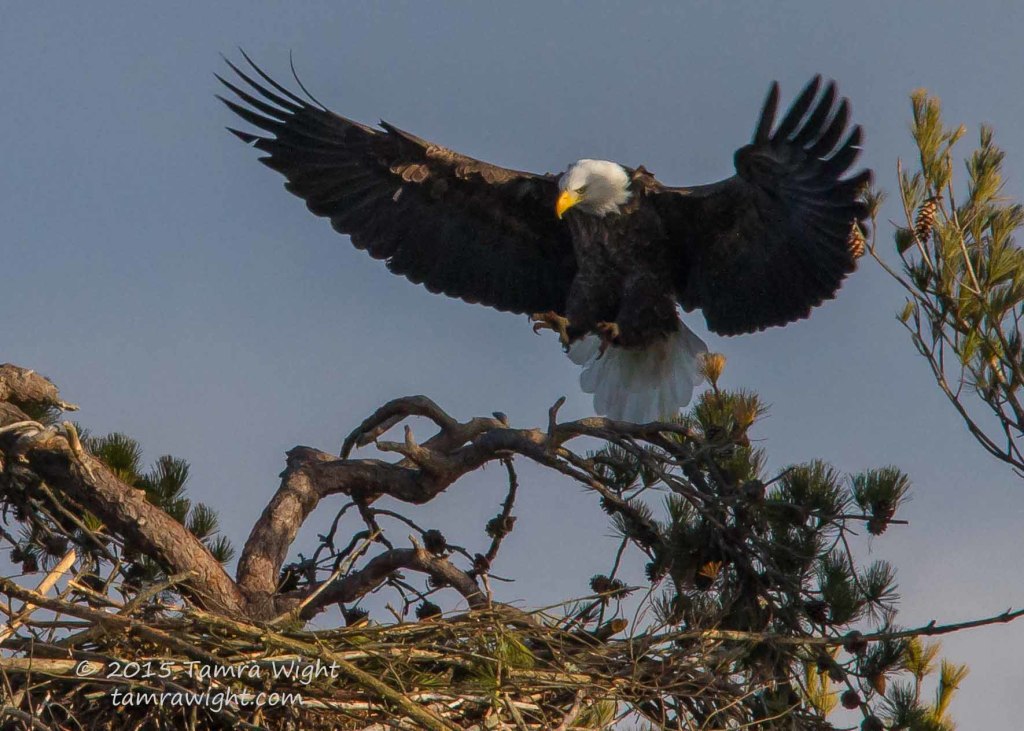 Adding to Nest 1-2-15   (2)