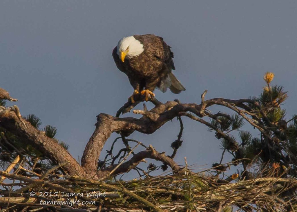 Adding to Nest 1-2-15   (24)