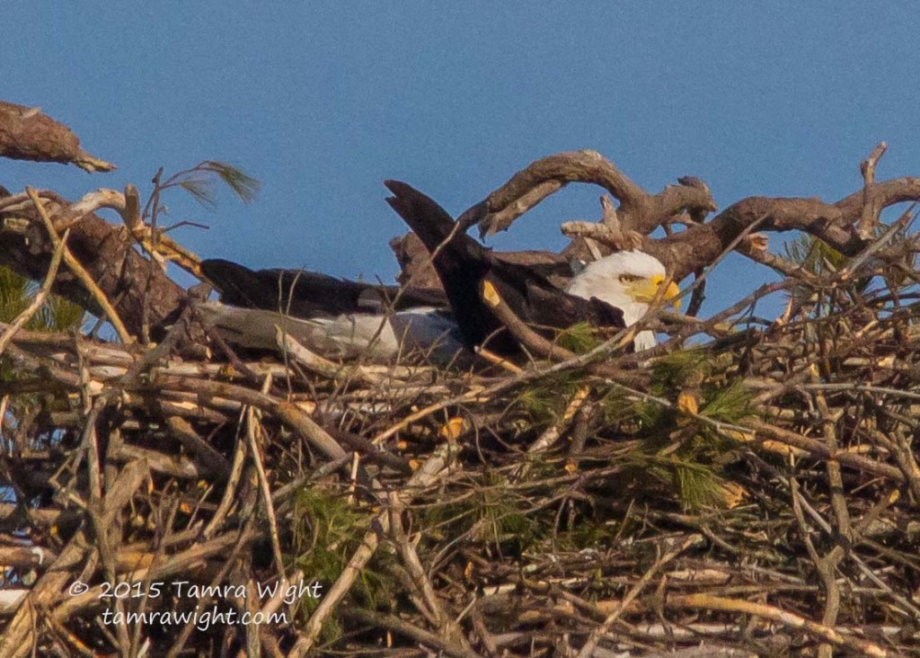 Nesting Eagles 3-25-15  (27)