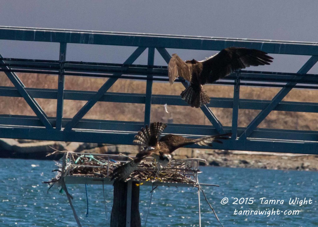 Portland Bay Walk  (48)