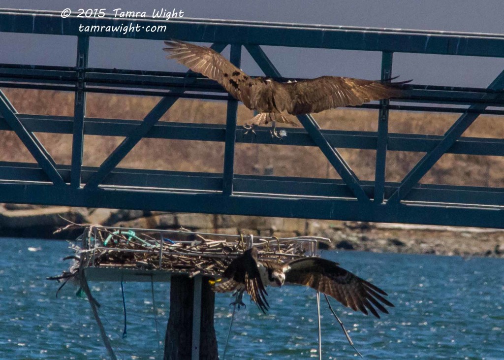 Portland Bay Walk  (49)