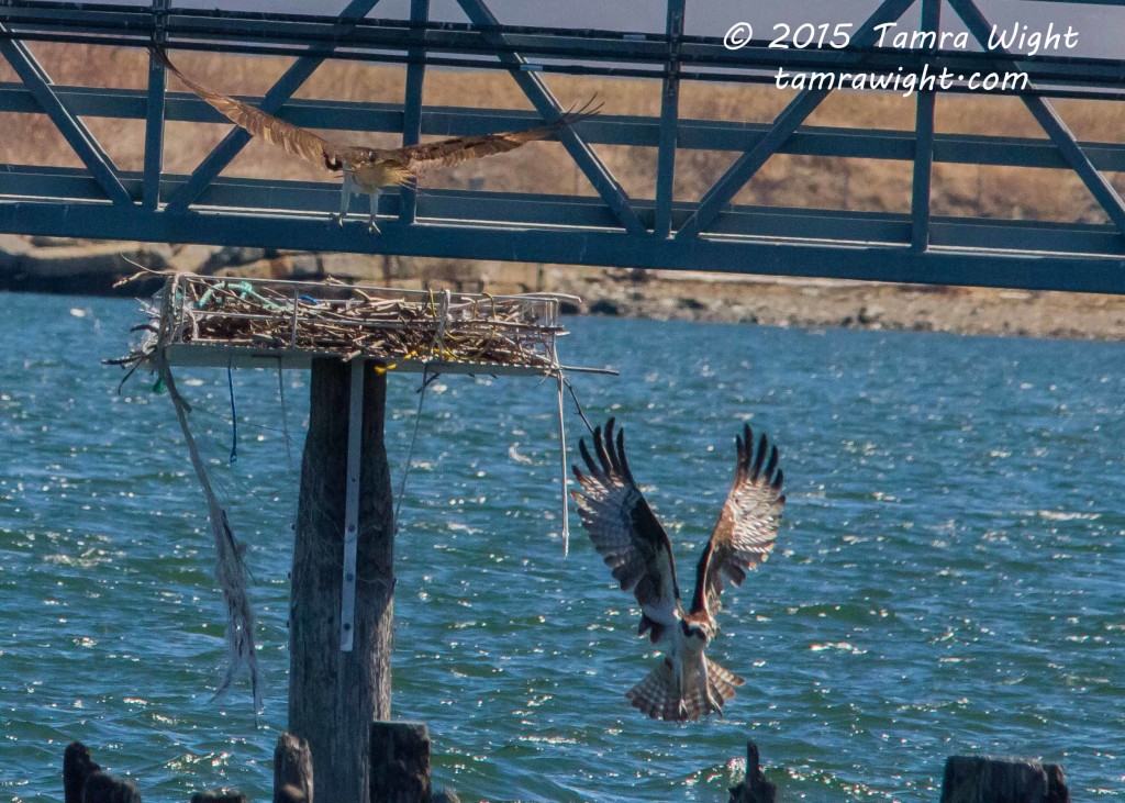 Portland Bay Walk  (51)