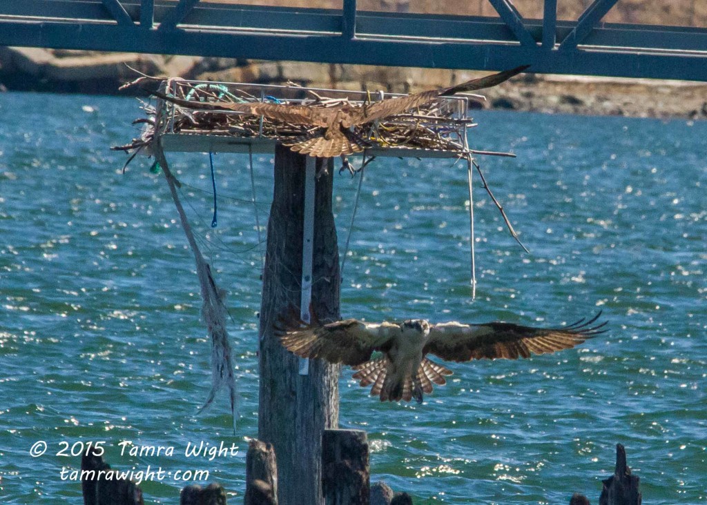 Portland Bay Walk  (59)