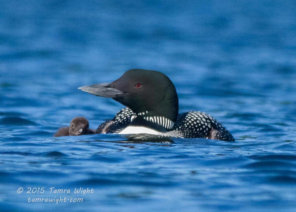 Loon and Two Week Old Chick 2015