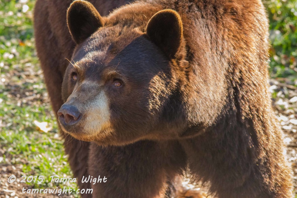 Black Bear Named Red