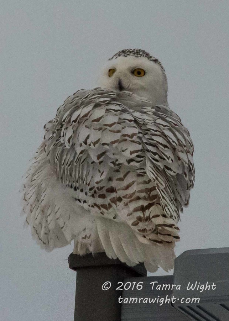 Snowy Owl