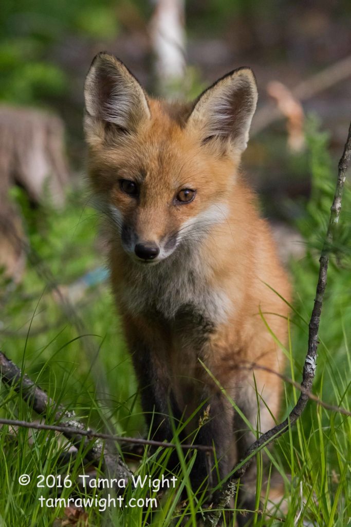 Fox Den June 1 (47)