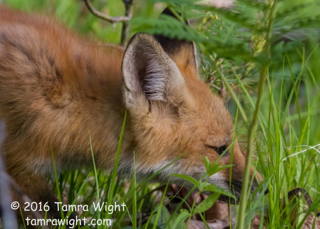 Fox Den June 1 (67)