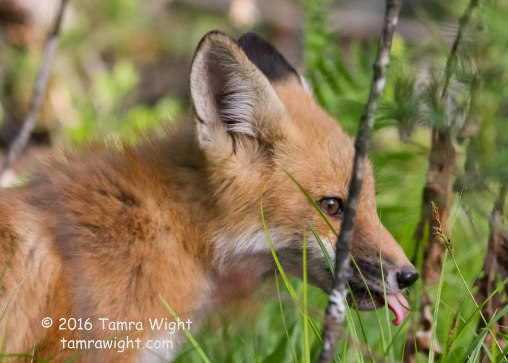 Fox Den June 1 (70)