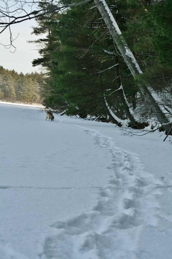 Snowshoe tracks across the lake with a lab ahead.