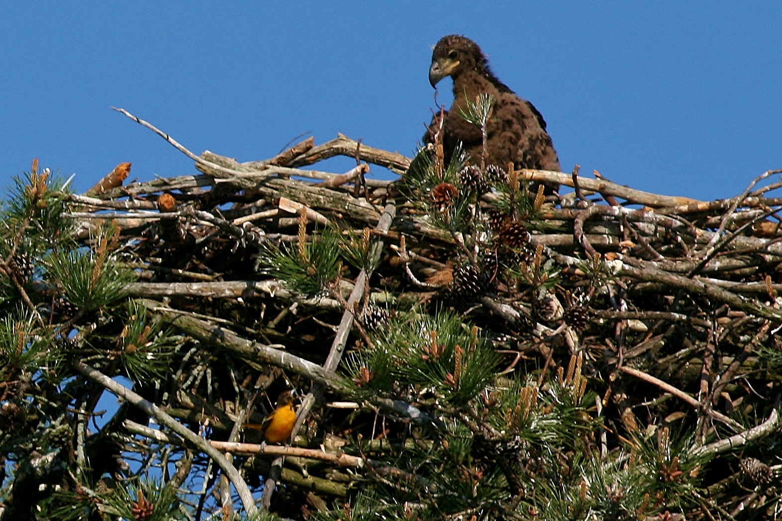 Eagles 5-21 022 (2)