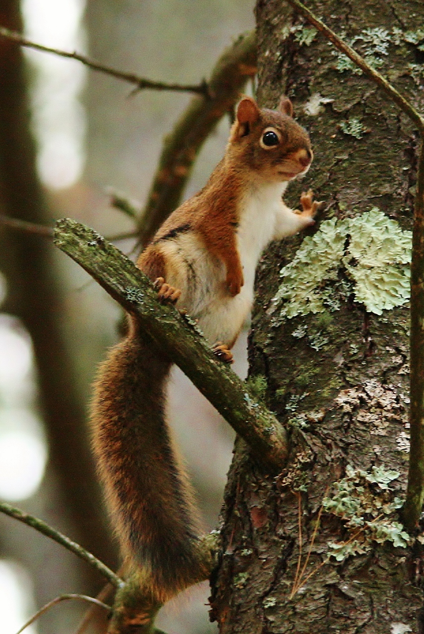 Squirrel Oct 15 (3)