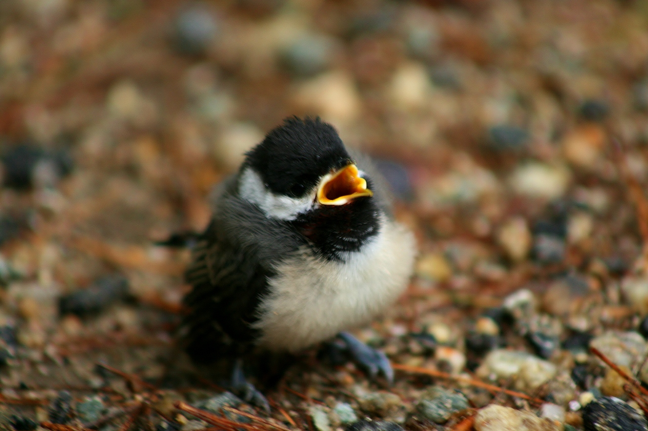 Baby Chickadee (24) (1280x853)
