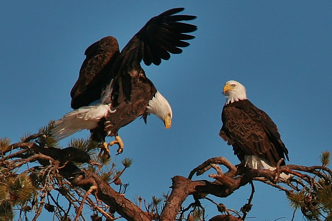 Eagles Nest building 3-9 049 (1130x753)