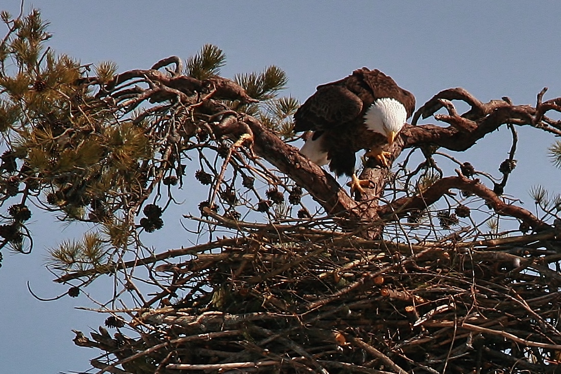 Nesting Eagles 3-10 012 (1100x734)