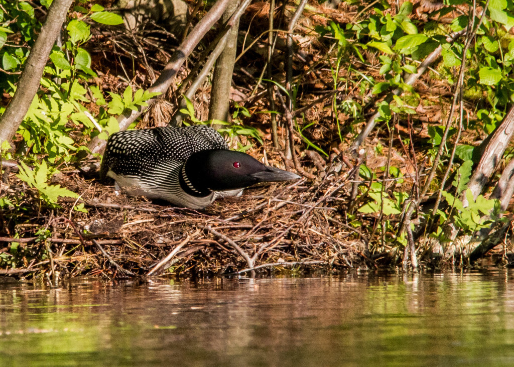 Loon 6-18 024 (2)