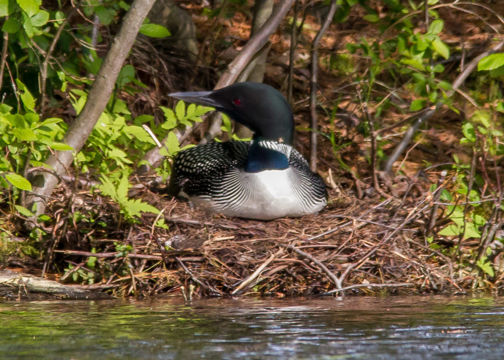 Loon 6-18 095 (2)