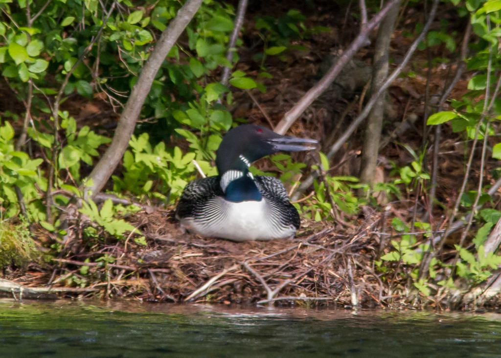 Loon 6-18 103 (2)