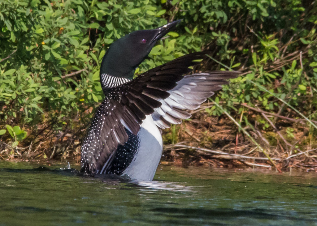 Loons 6-24 080a