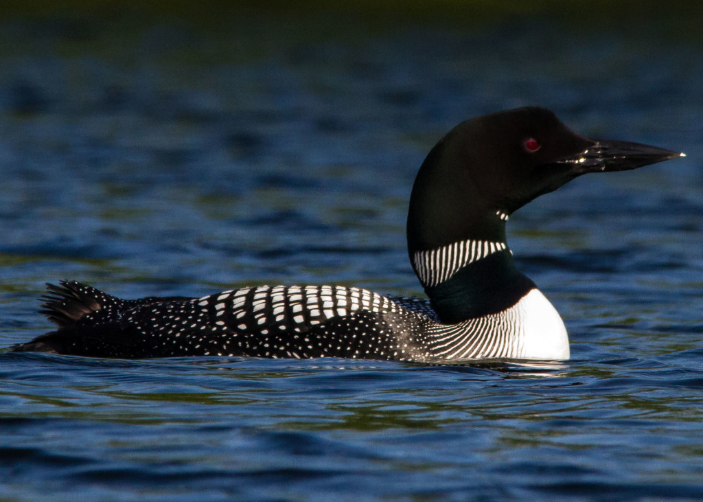 Loons 6-24 133a_edited-1