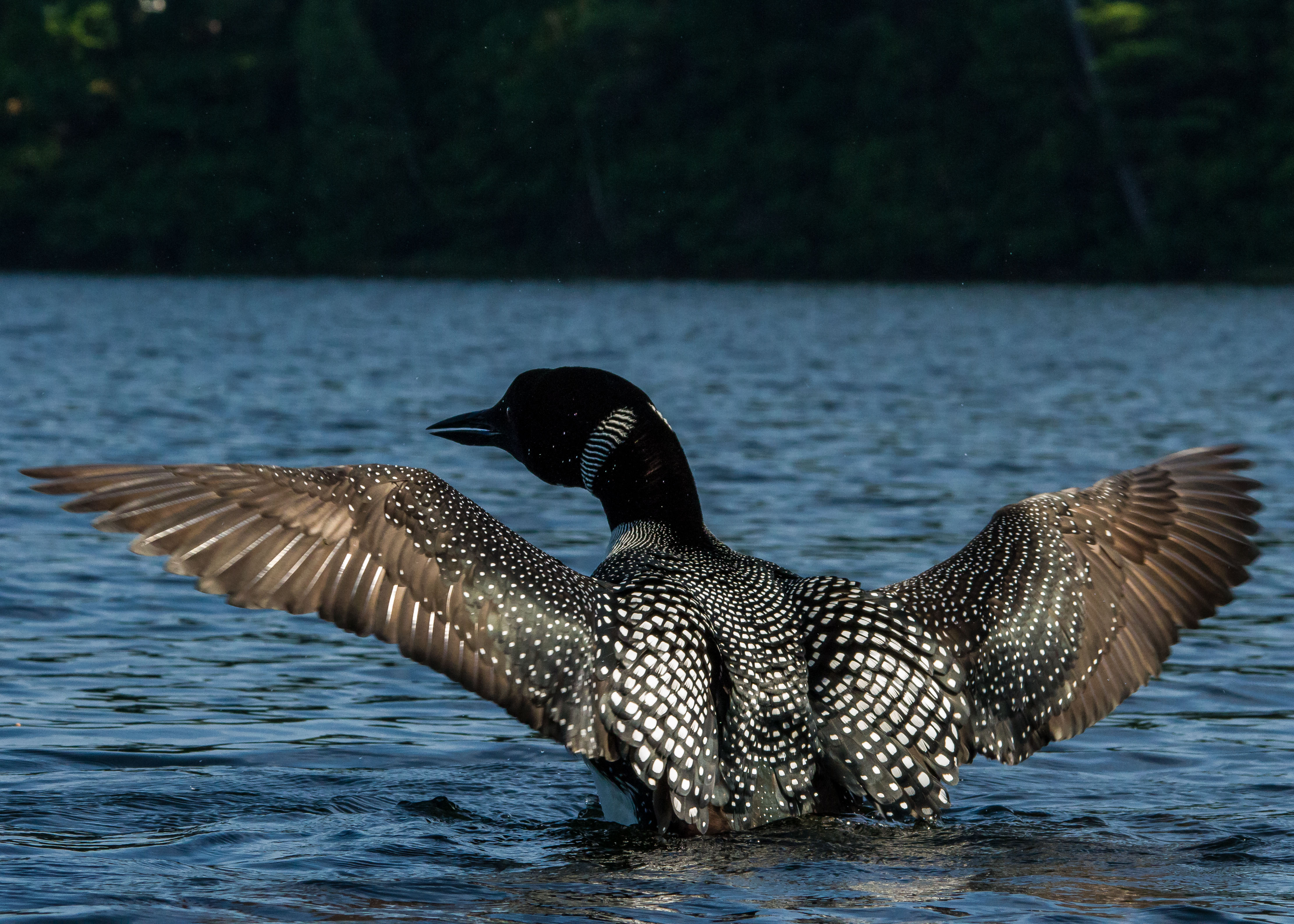 Loons 6-24 166a