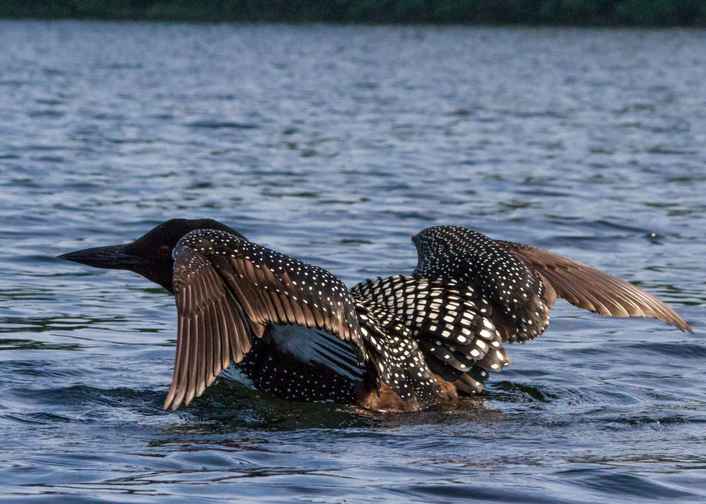Loons 6-24 168a