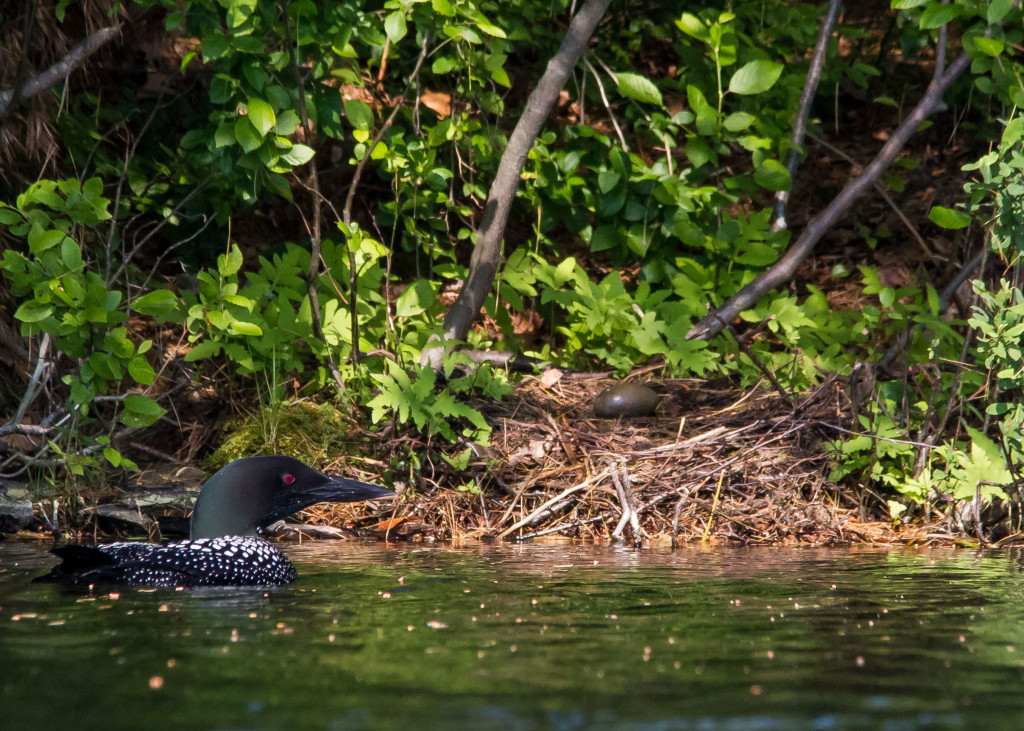 Loons 6-24 189a