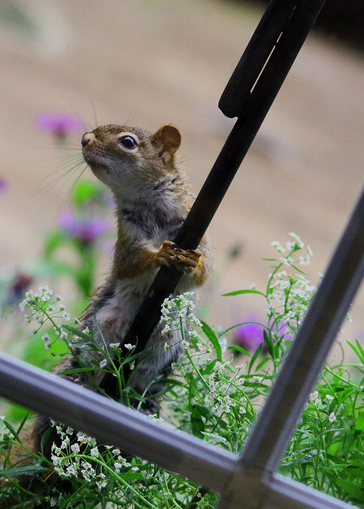 squirrel 6-18 002