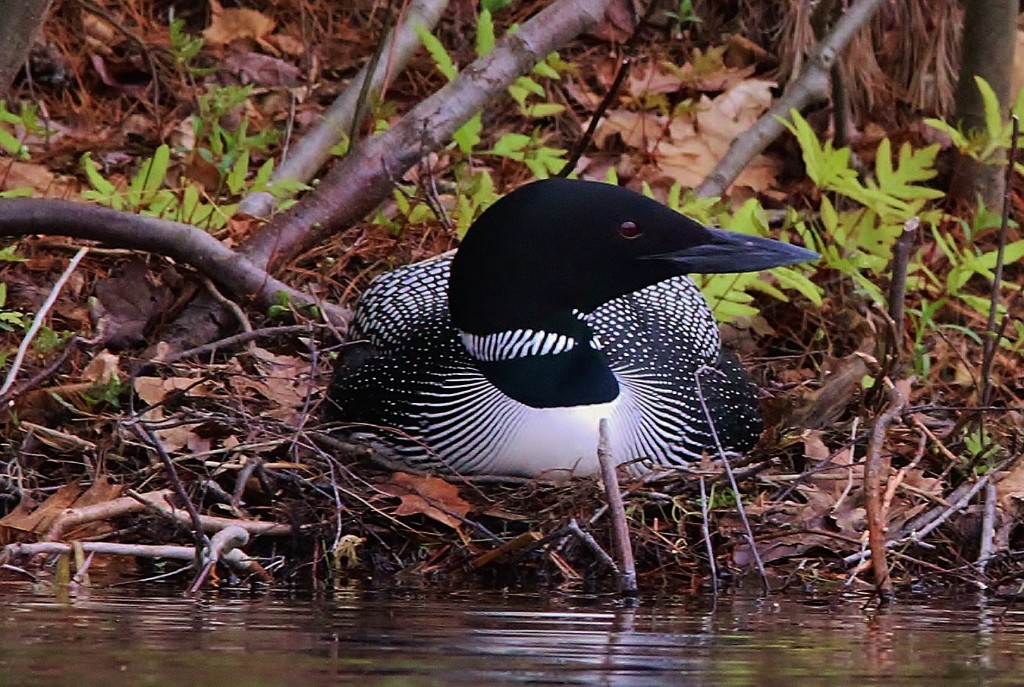 Nesting Loon 2013 008 (2)