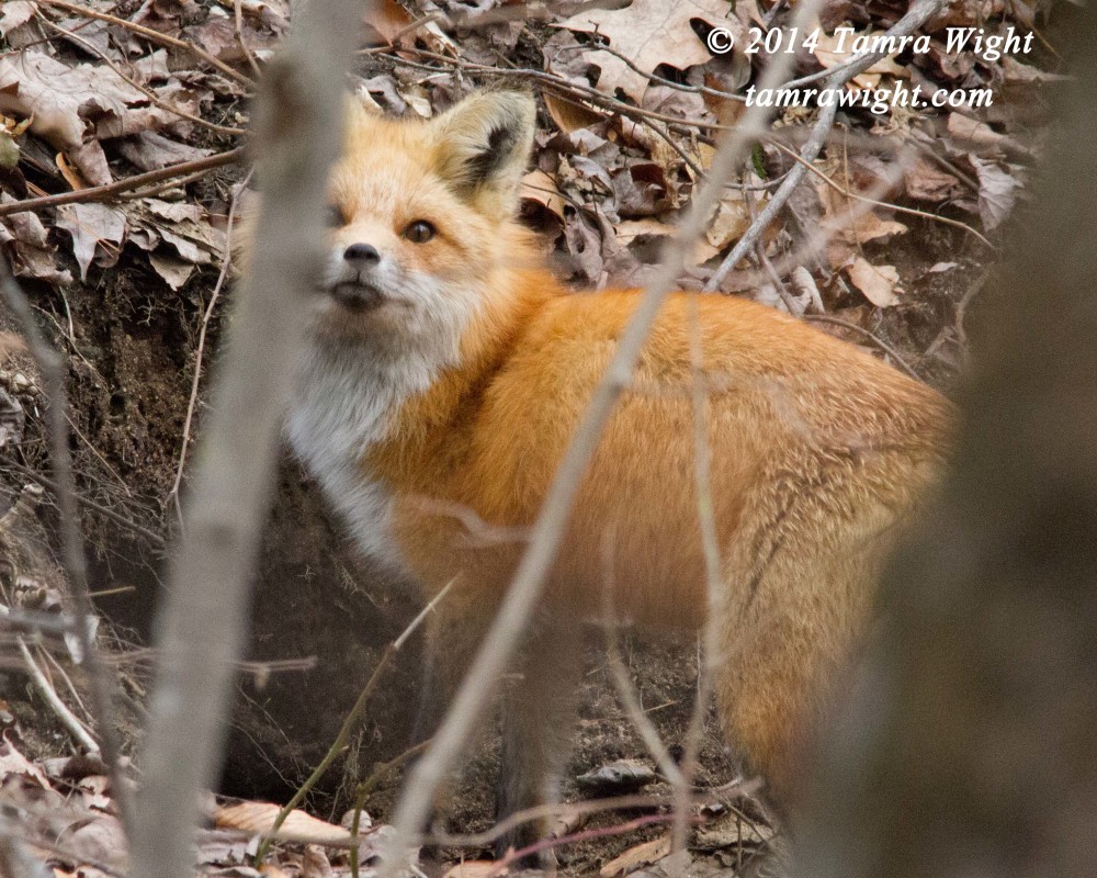 Den fox. Самка лисы. Толстый Лис.