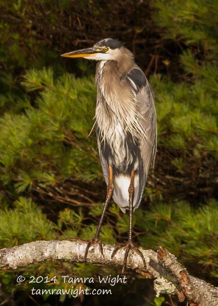 Heron 9-13  (131)