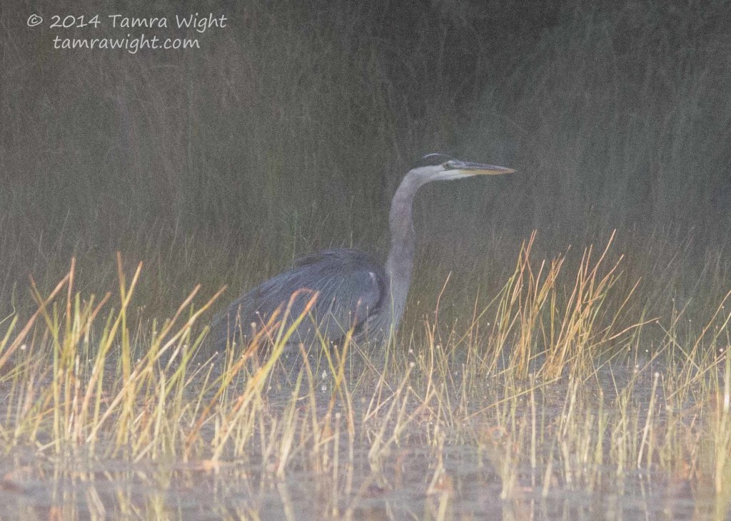 Heron 9-13  (38)