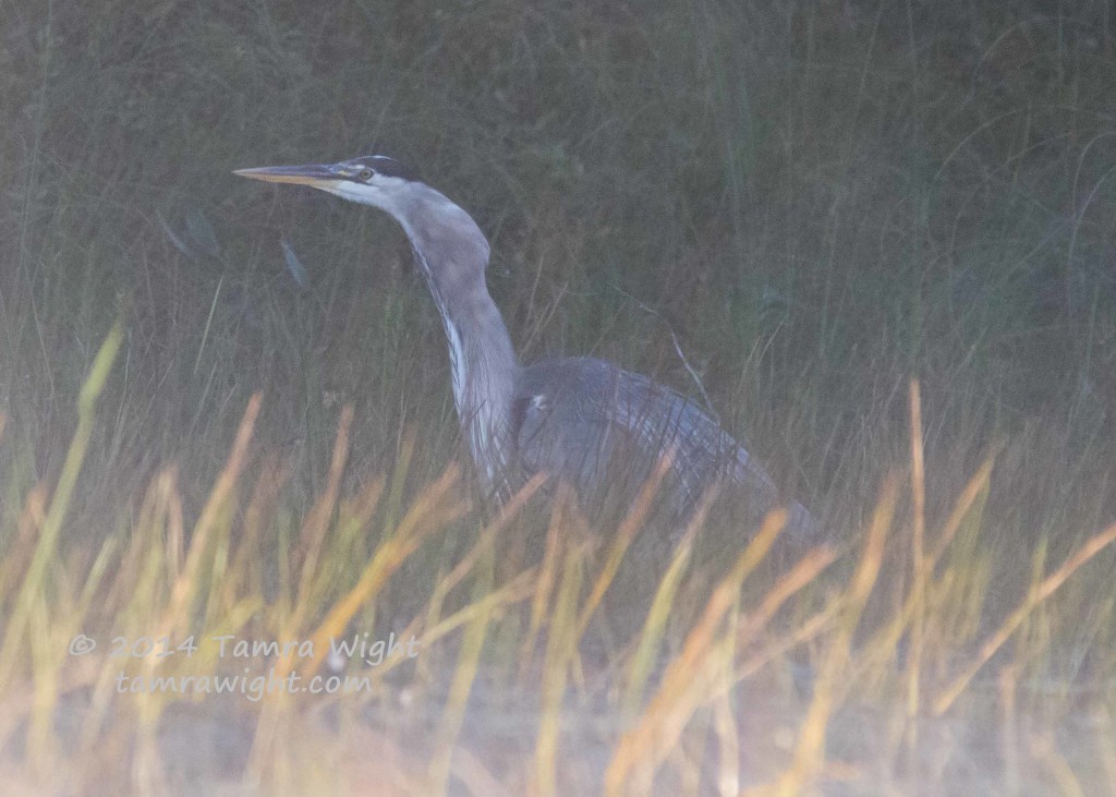 Heron 9-13  (55)