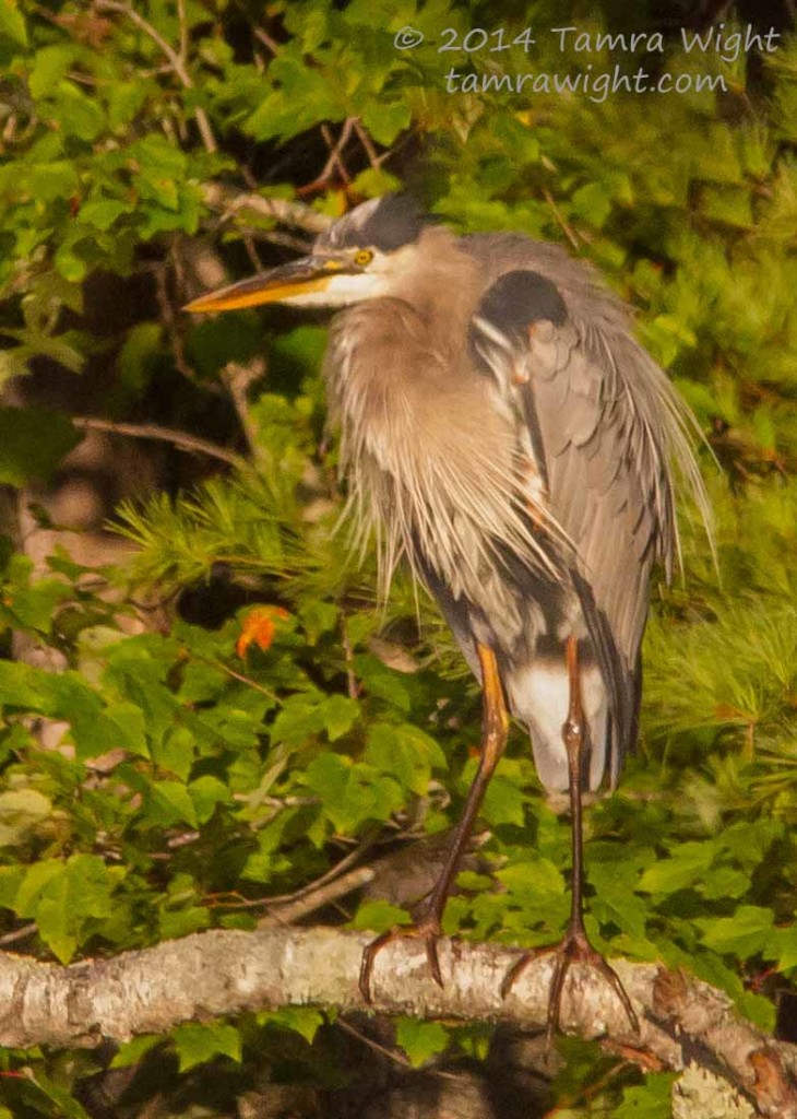 Heron 9-13  (80)
