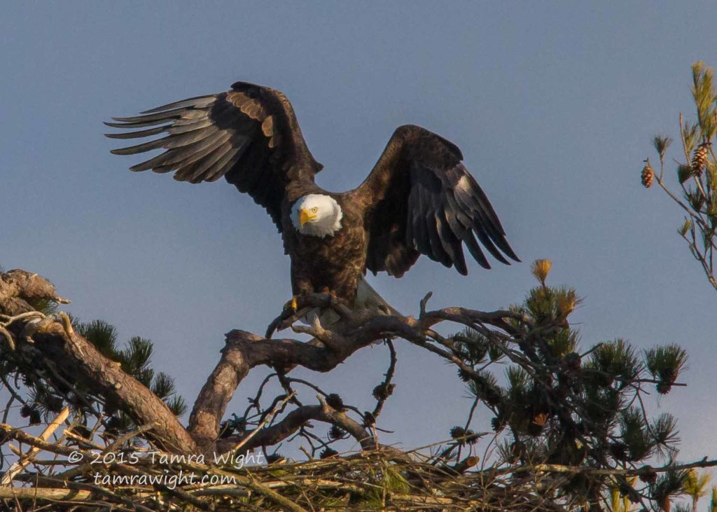 Adding to Nest 1-2-15   (5)