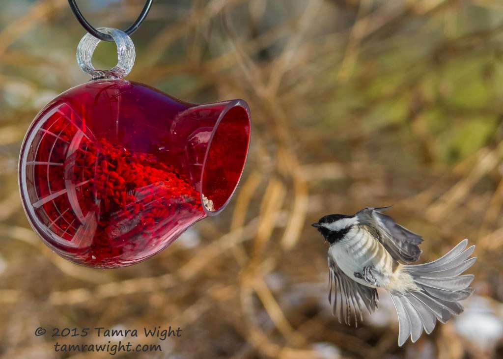 red feeder take2  (24)