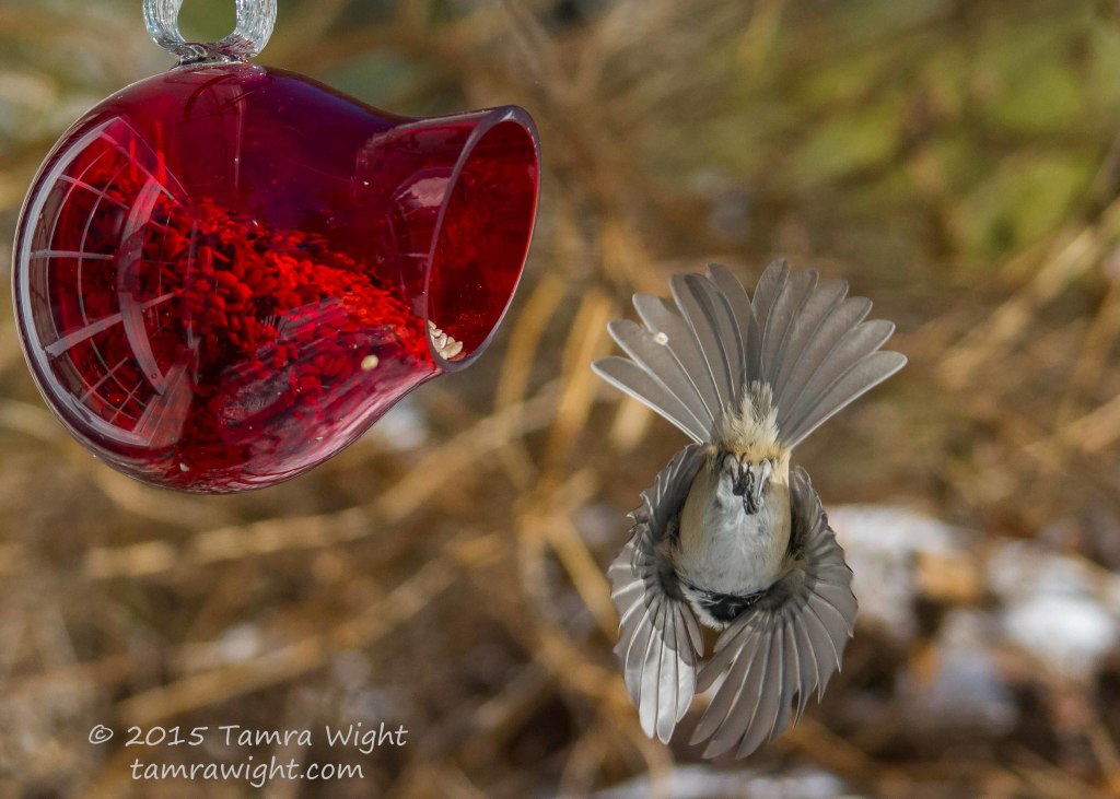 red feeder take2  (30)